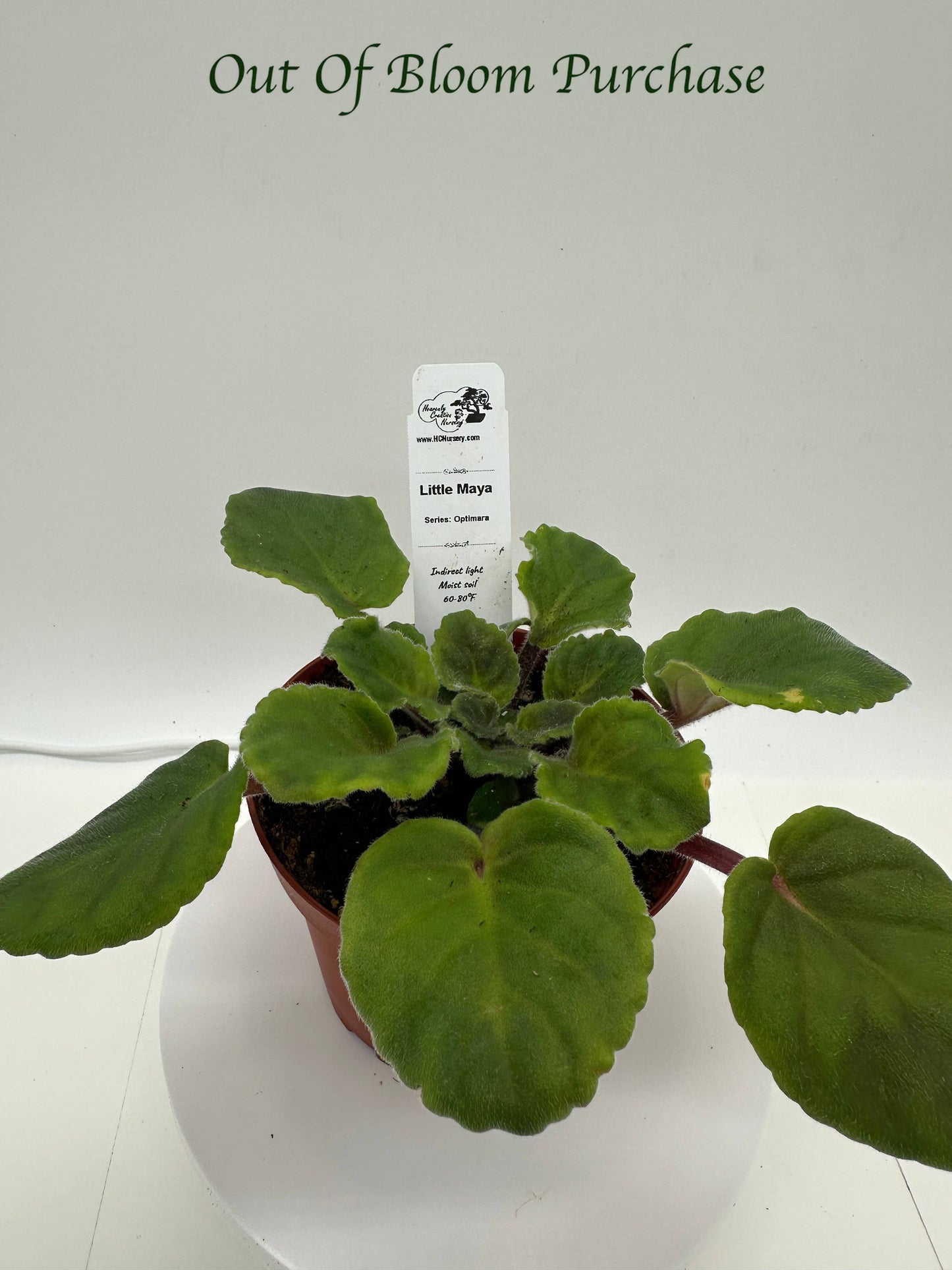 Little Maya - Live African Violet 4" - Series: Optimara - Standard Size