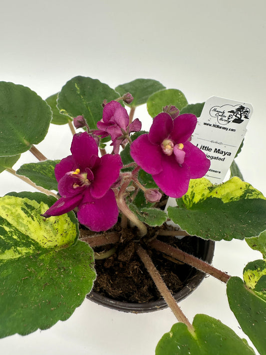 Little Maya - Variegated (Rare) - Live African Violet 4" - Series: Optimara