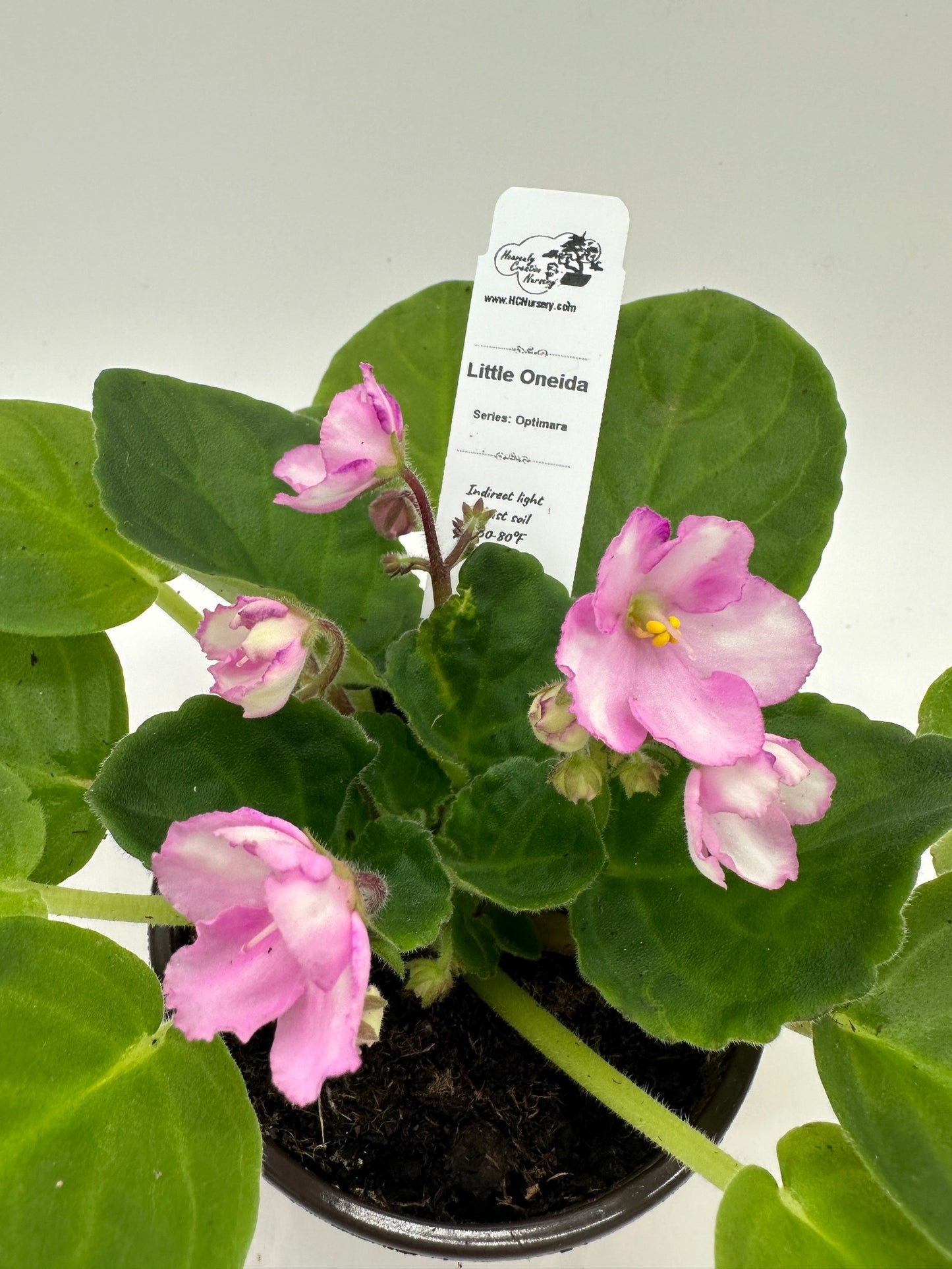 Little Oneida - Live African Violet 4" - Series: Optimara