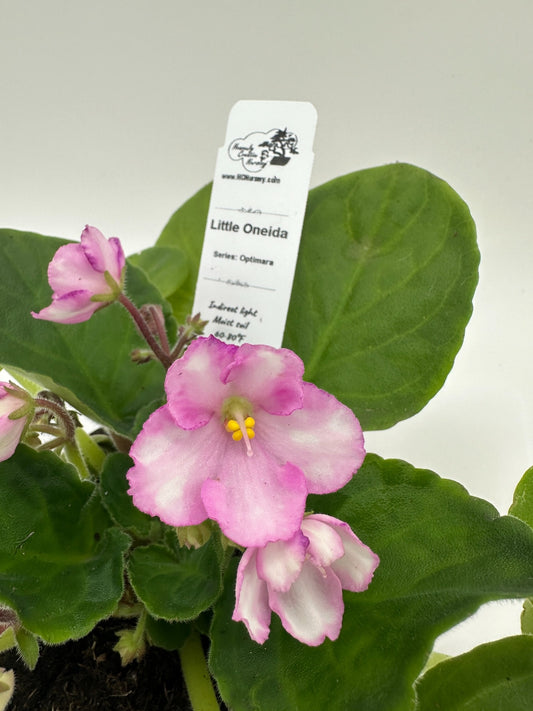 Little Oneida - Live African Violet 4" - Series: Optimara