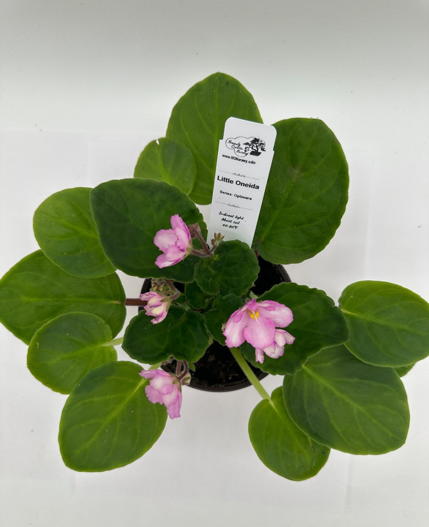 Little Oneida - Live African Violet 4" - Series: Optimara