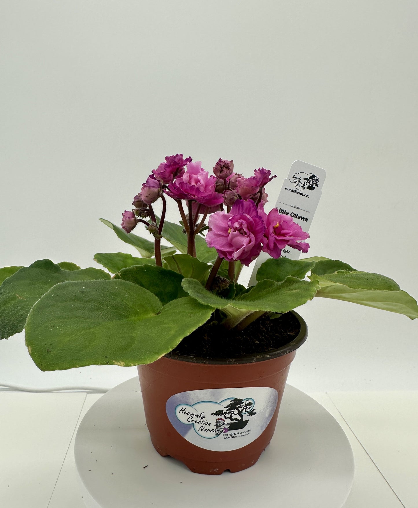 Little Ottawa - Live African Violet 4" - Series: Optimara
