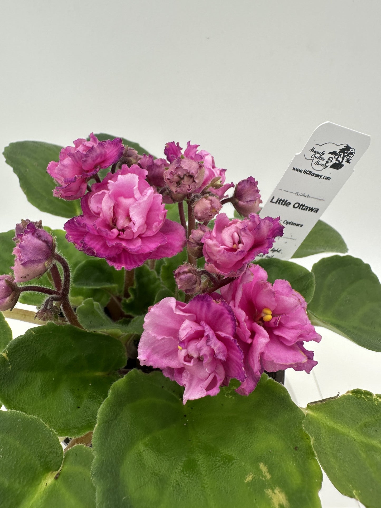 Little Ottawa - Live African Violet 4" - Series: Optimara