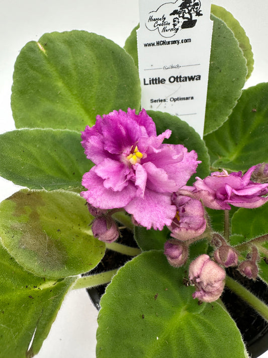 Little Ottawa - Live African Violet 4" - Series: Optimara