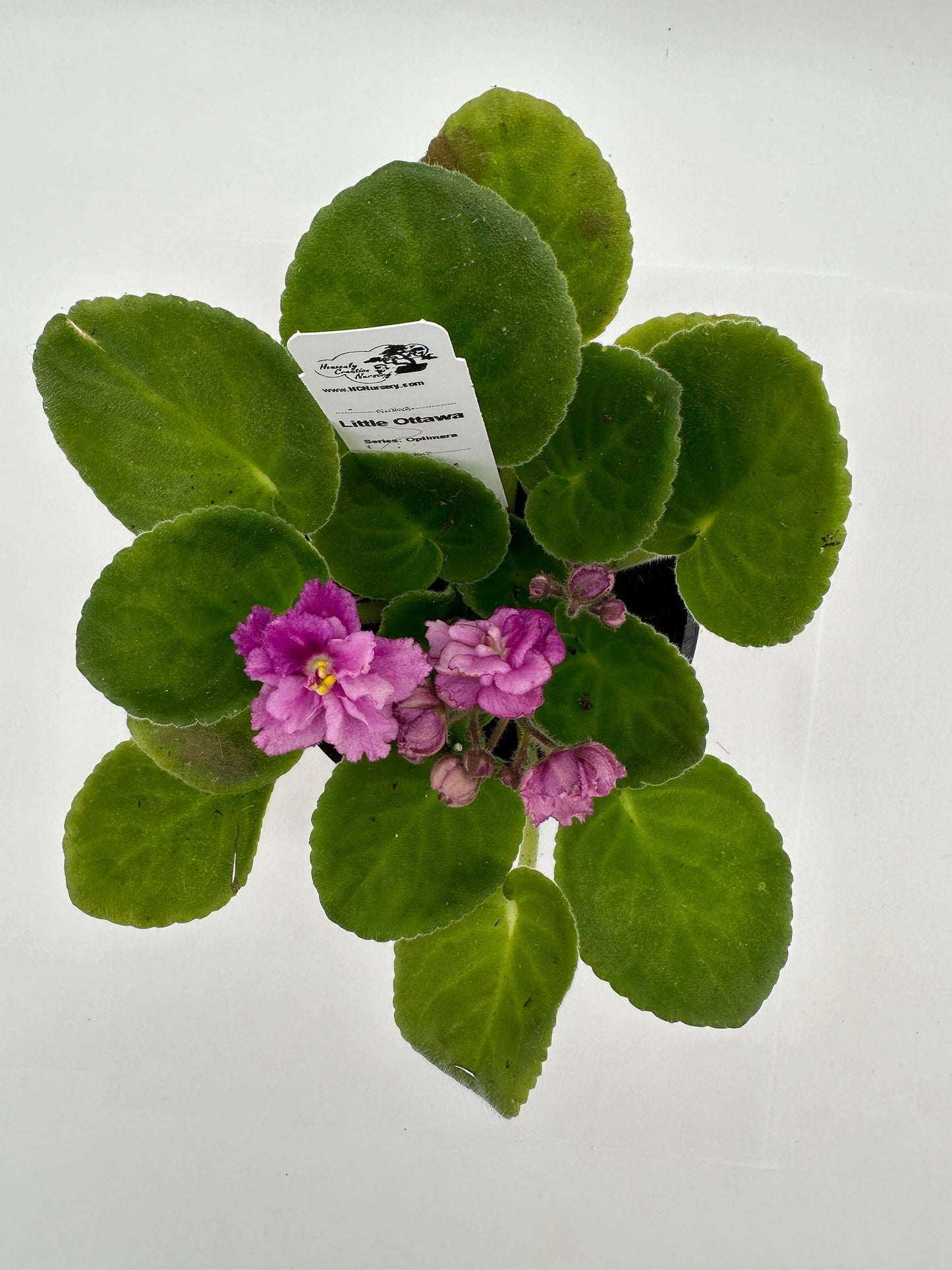 Little Ottawa - Live African Violet 4" - Series: Optimara