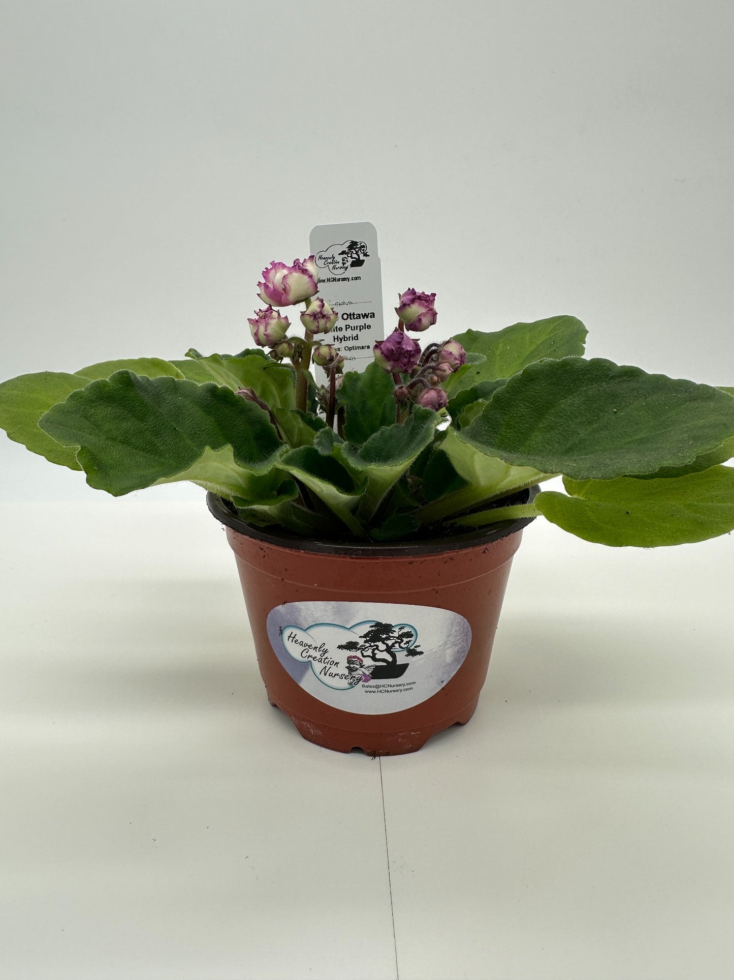 Little Ottawa - White Purple Hybrid - Live African Violet 4" - Series: Optimara