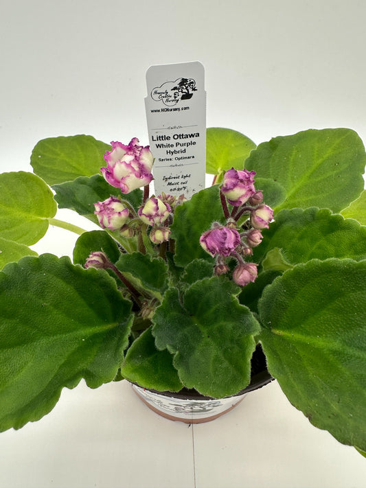 Little Ottawa - White Purple Hybrid - Live African Violet 4" - Series: Optimara