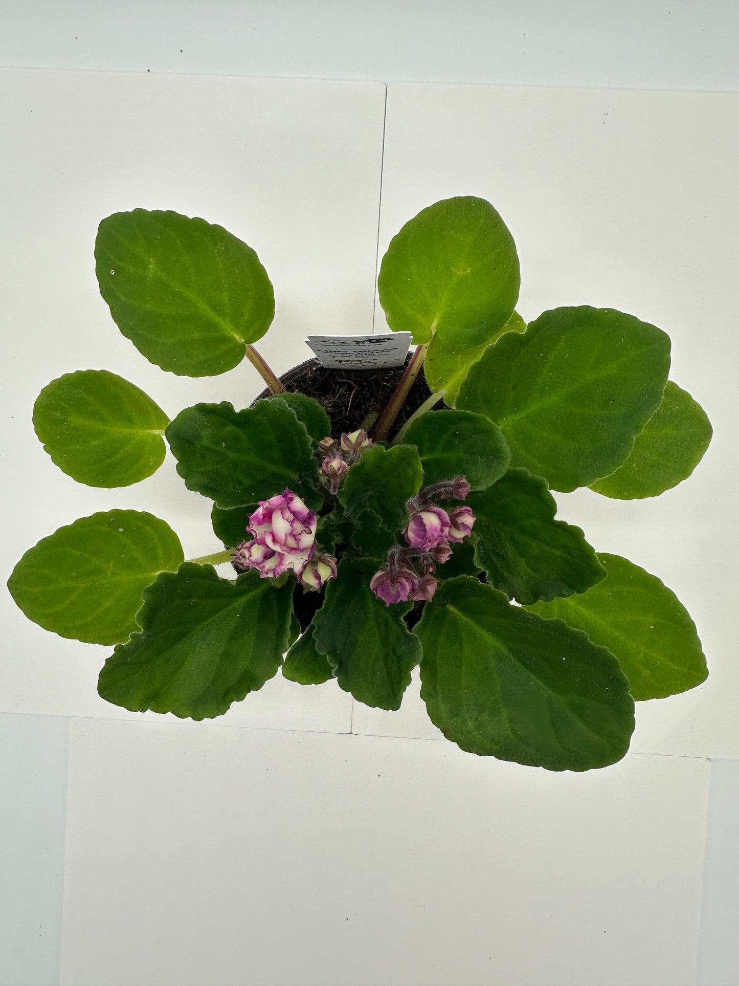 Little Ottawa - White Purple Hybrid - Live African Violet 4" - Series: Optimara