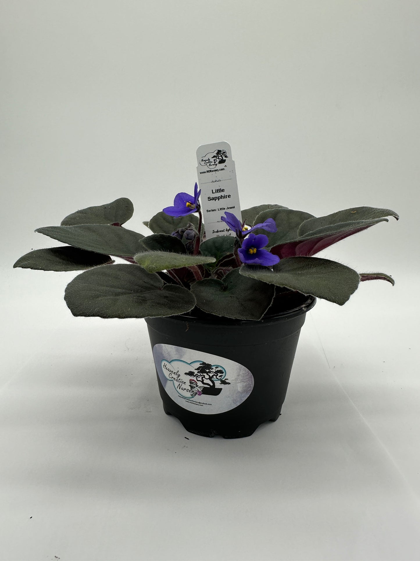 Little Sapphire - Live African Violet 4" - Series: Little Jewel