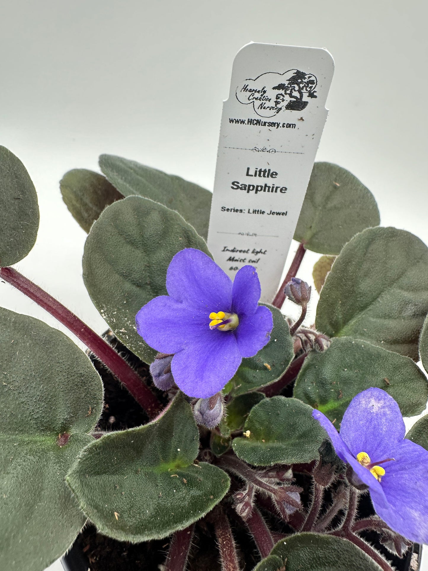 Little Sapphire - Live African Violet 4" - Series: Little Jewel