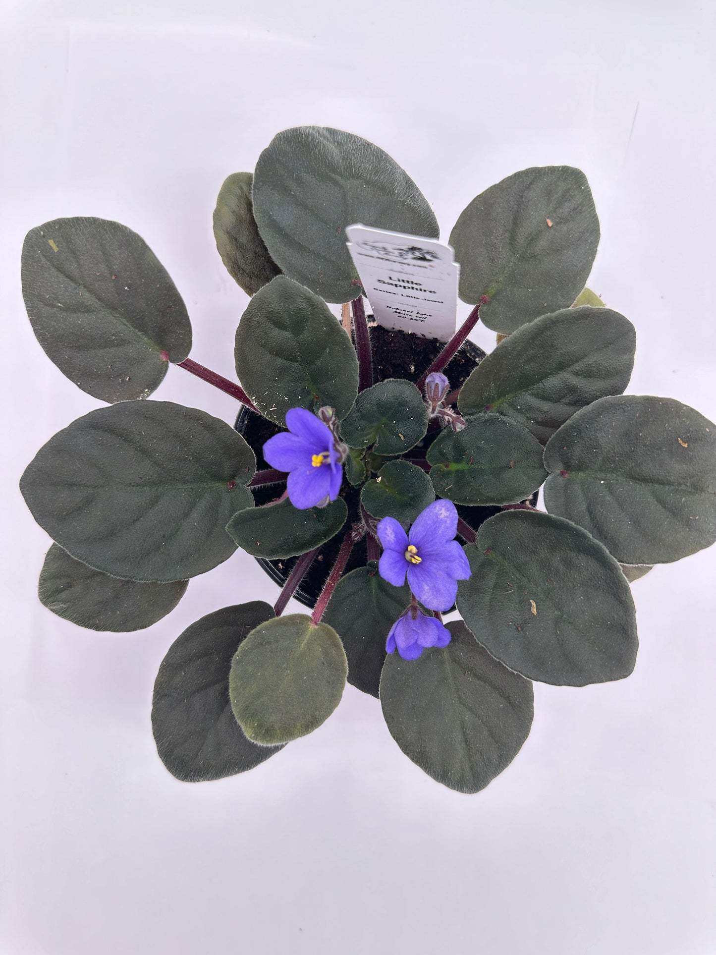 Little Sapphire - Live African Violet 4" - Series: Little Jewel