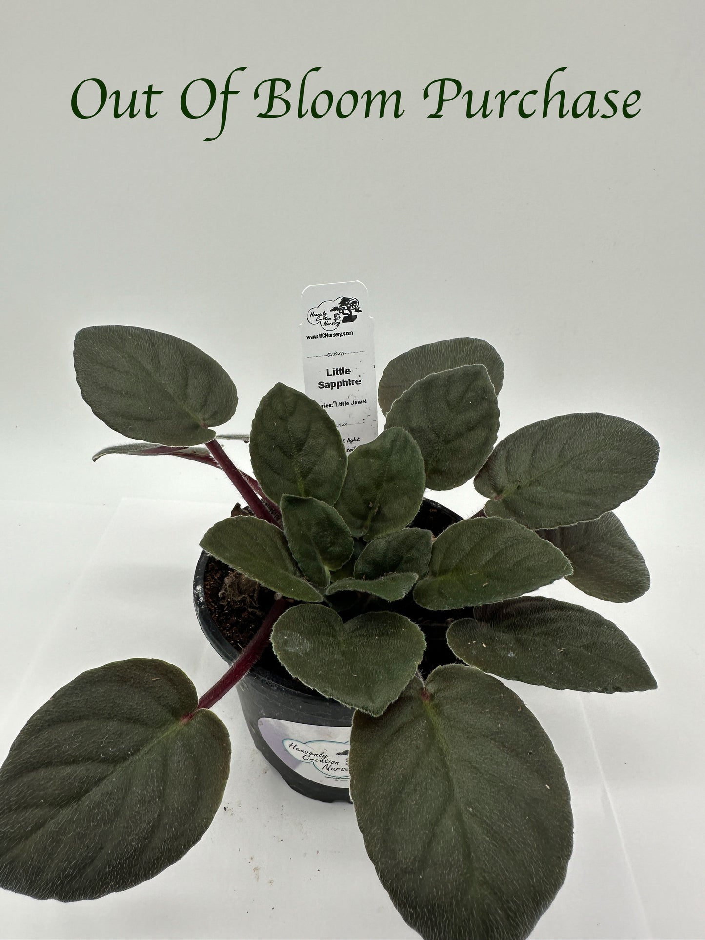 Little Sapphire - Live African Violet 4" - Series: Little Jewel