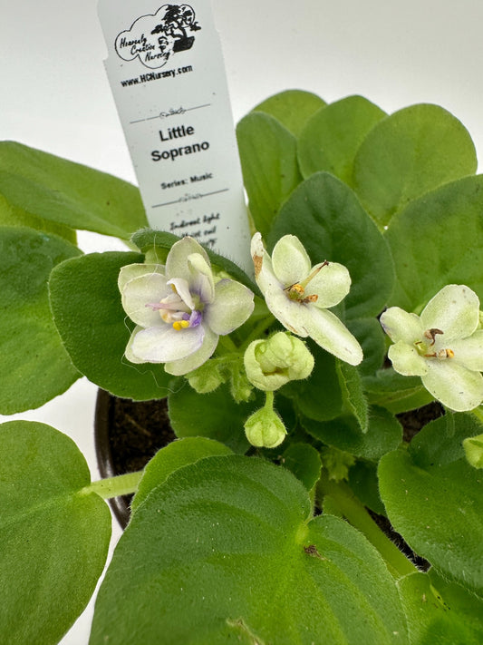 Little Soprano - Live African Violet 4" - Series: Music