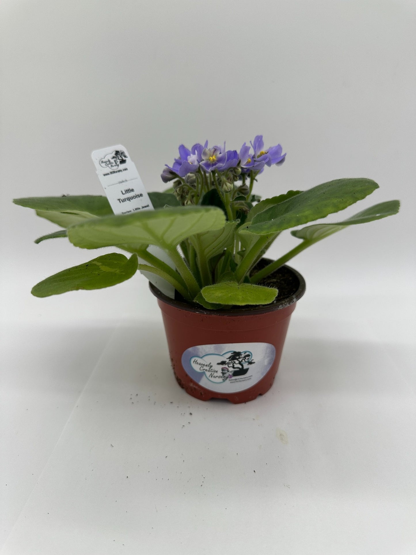 Little Turquoise - Live African Violet 4" - Series: Little Jewel