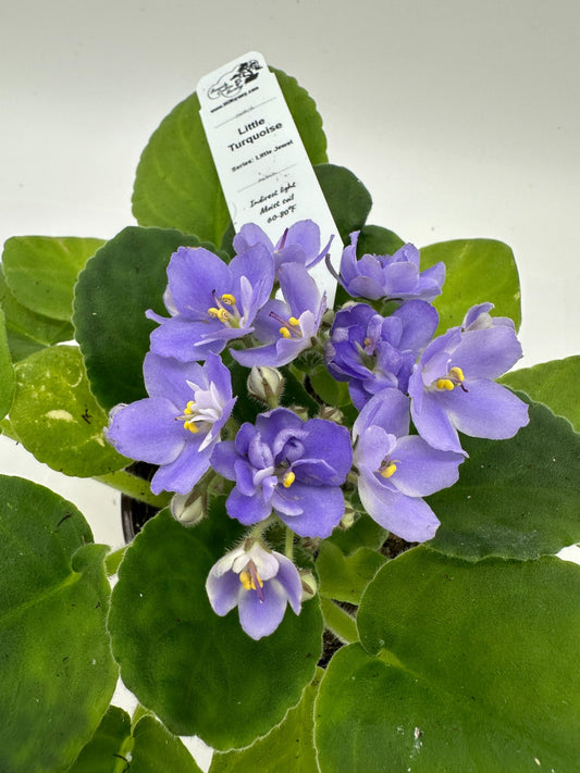 Little Turquoise - Live African Violet 4" - Series: Little Jewel