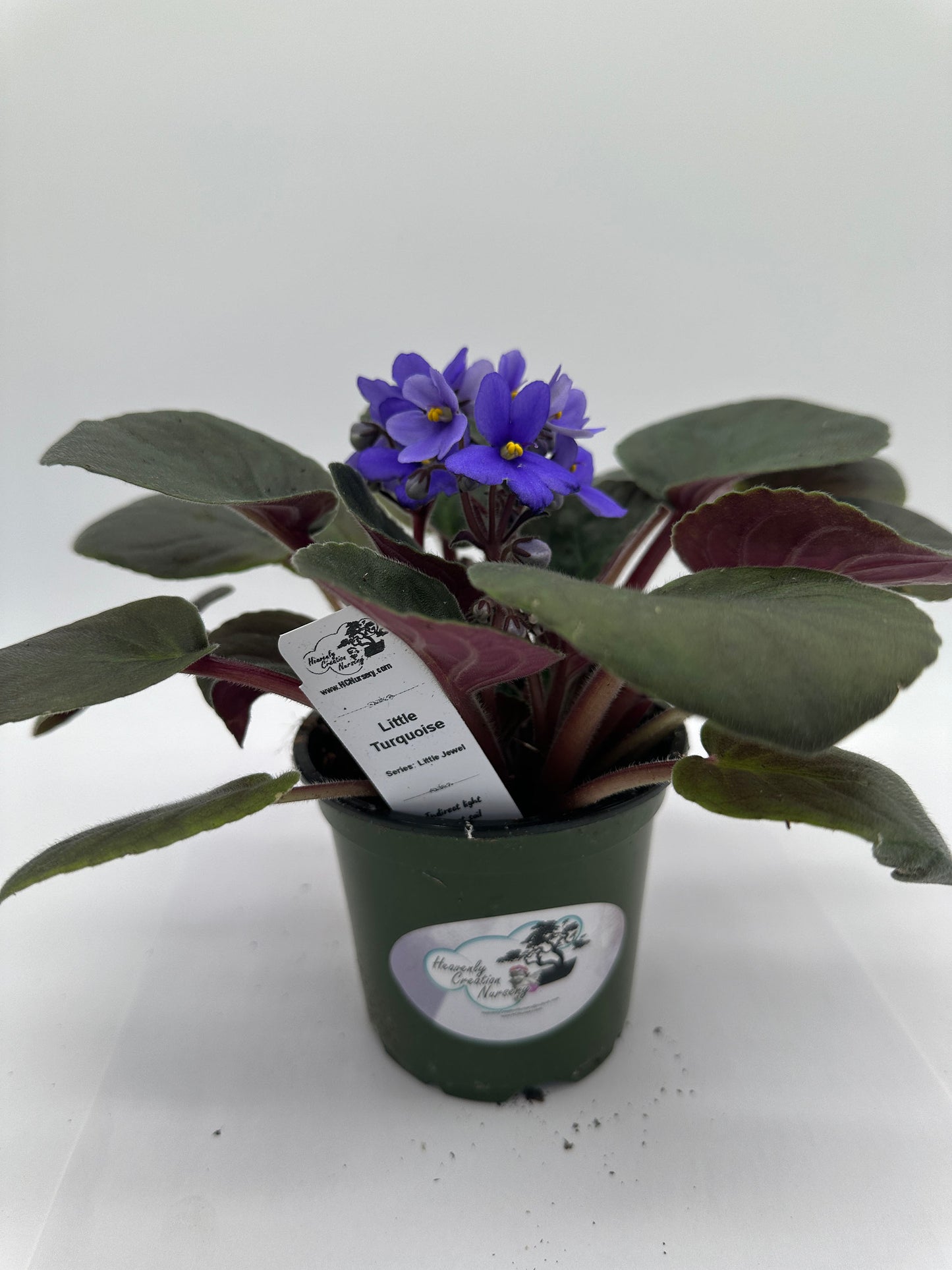 Little Turquoise - Live African Violet 4" - Series: Little Jewel