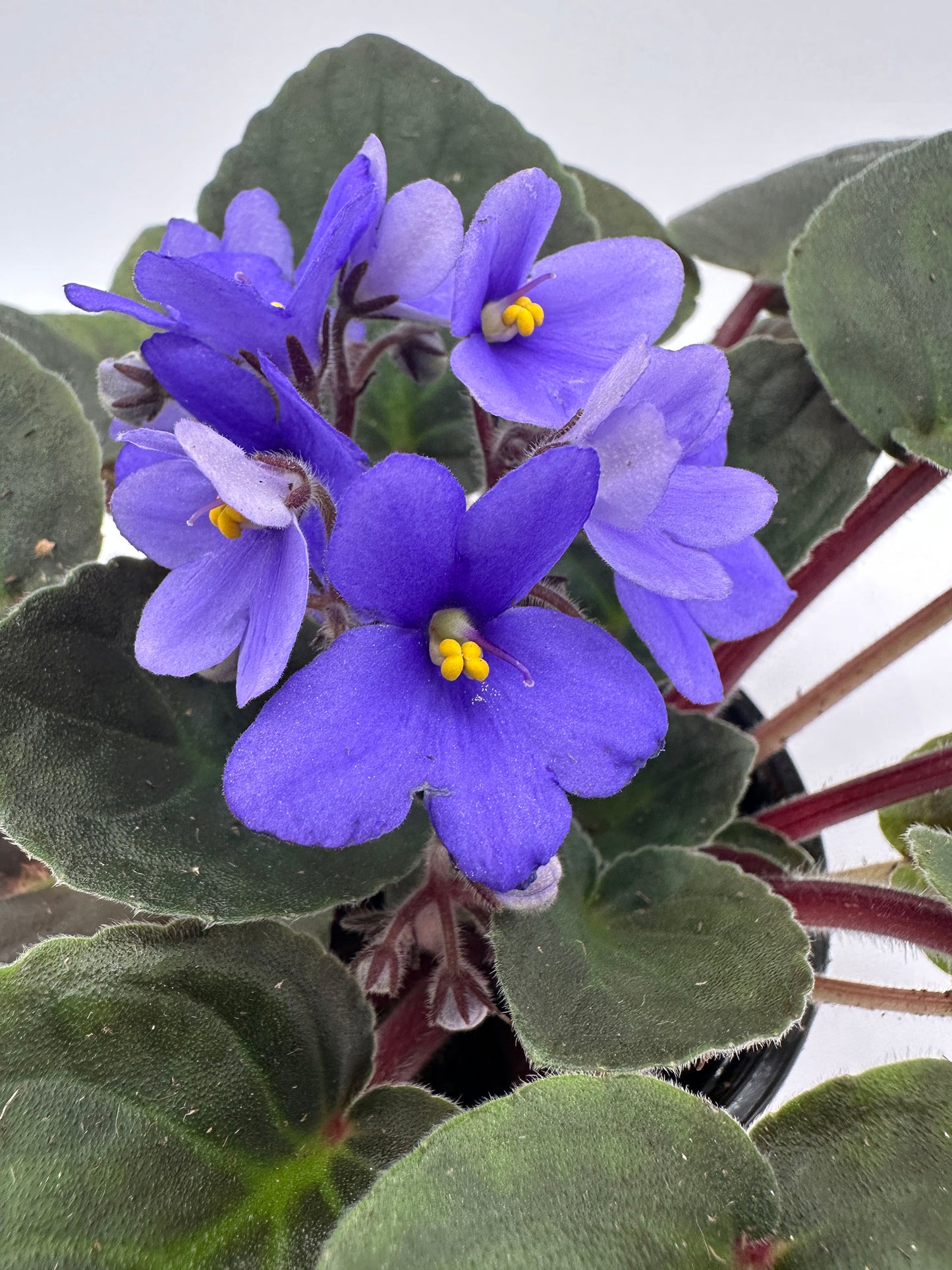 Little Turquoise - Live African Violet 4" - Series: Little Jewel