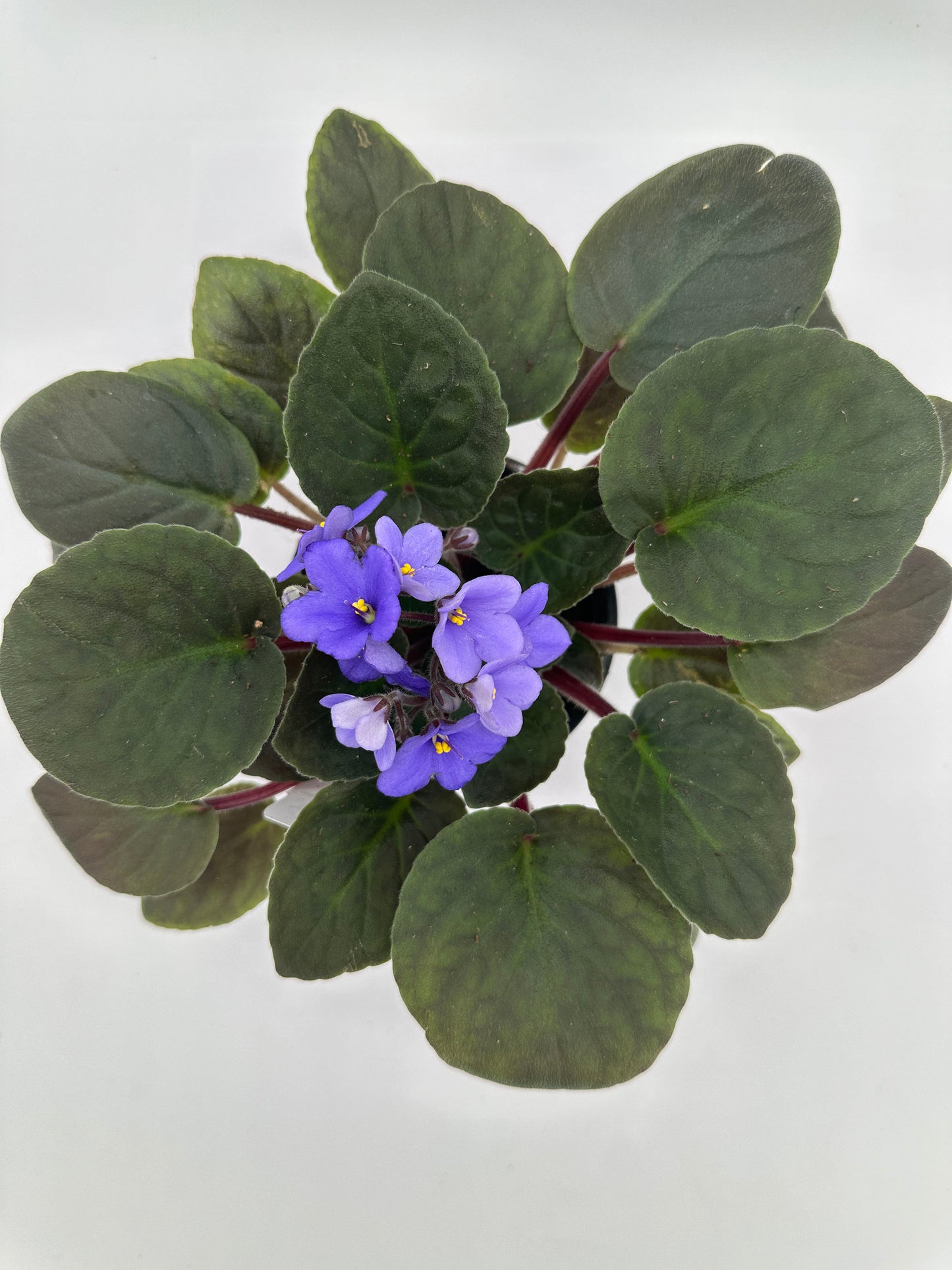 Little Turquoise - Live African Violet 4" - Series: Little Jewel