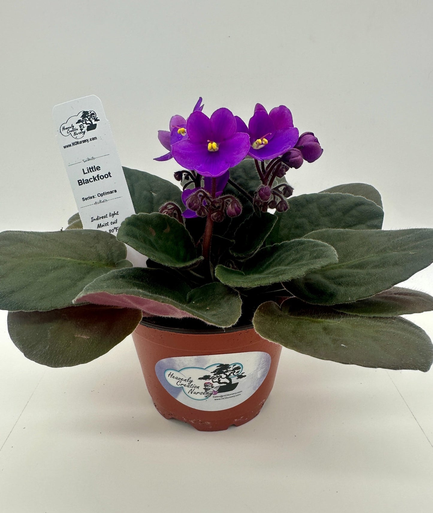 Little Blackfoot - Live African Violet 4" - Series: Optimara