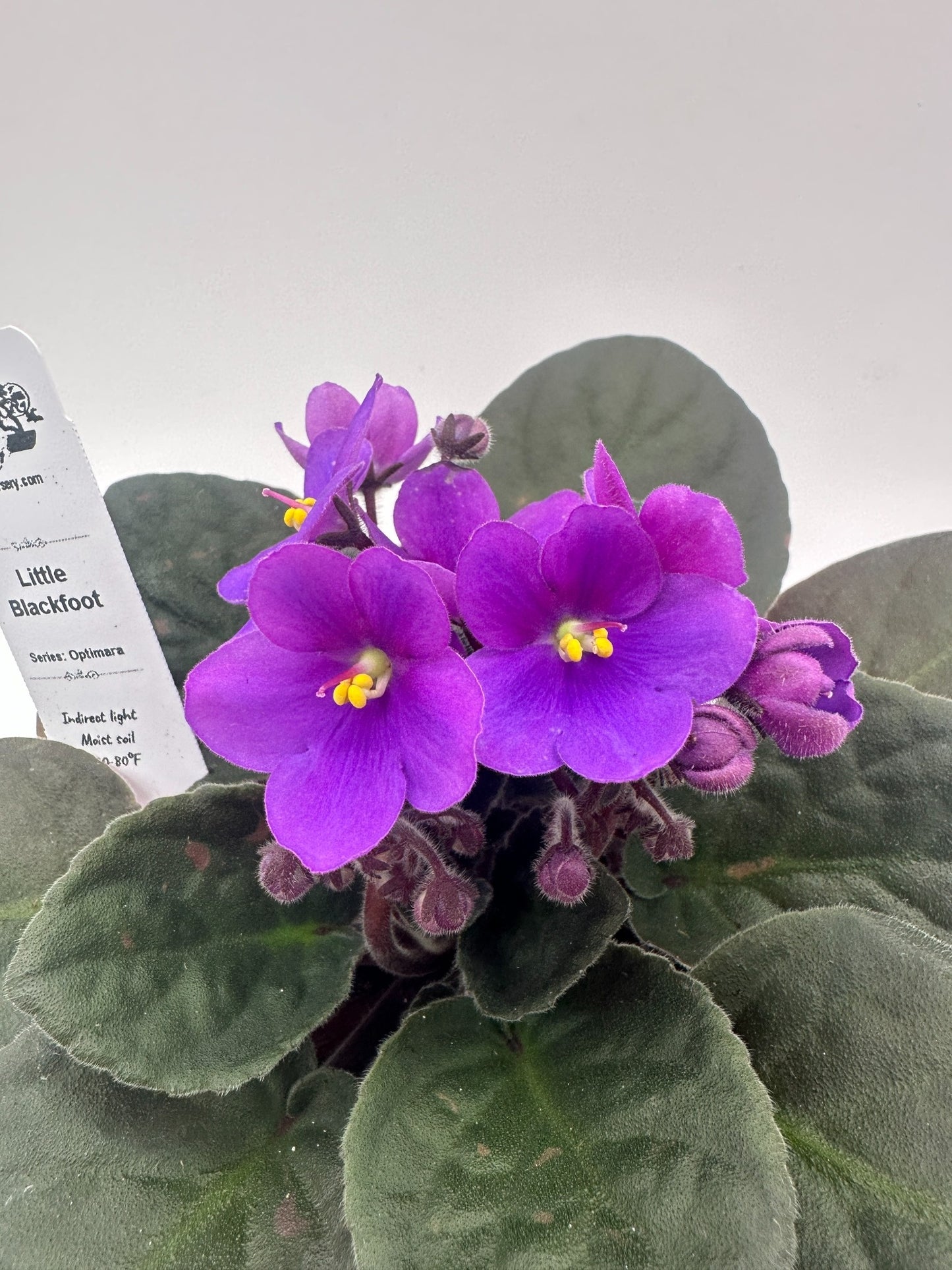 Little Blackfoot - Live African Violet 4" - Series: Optimara