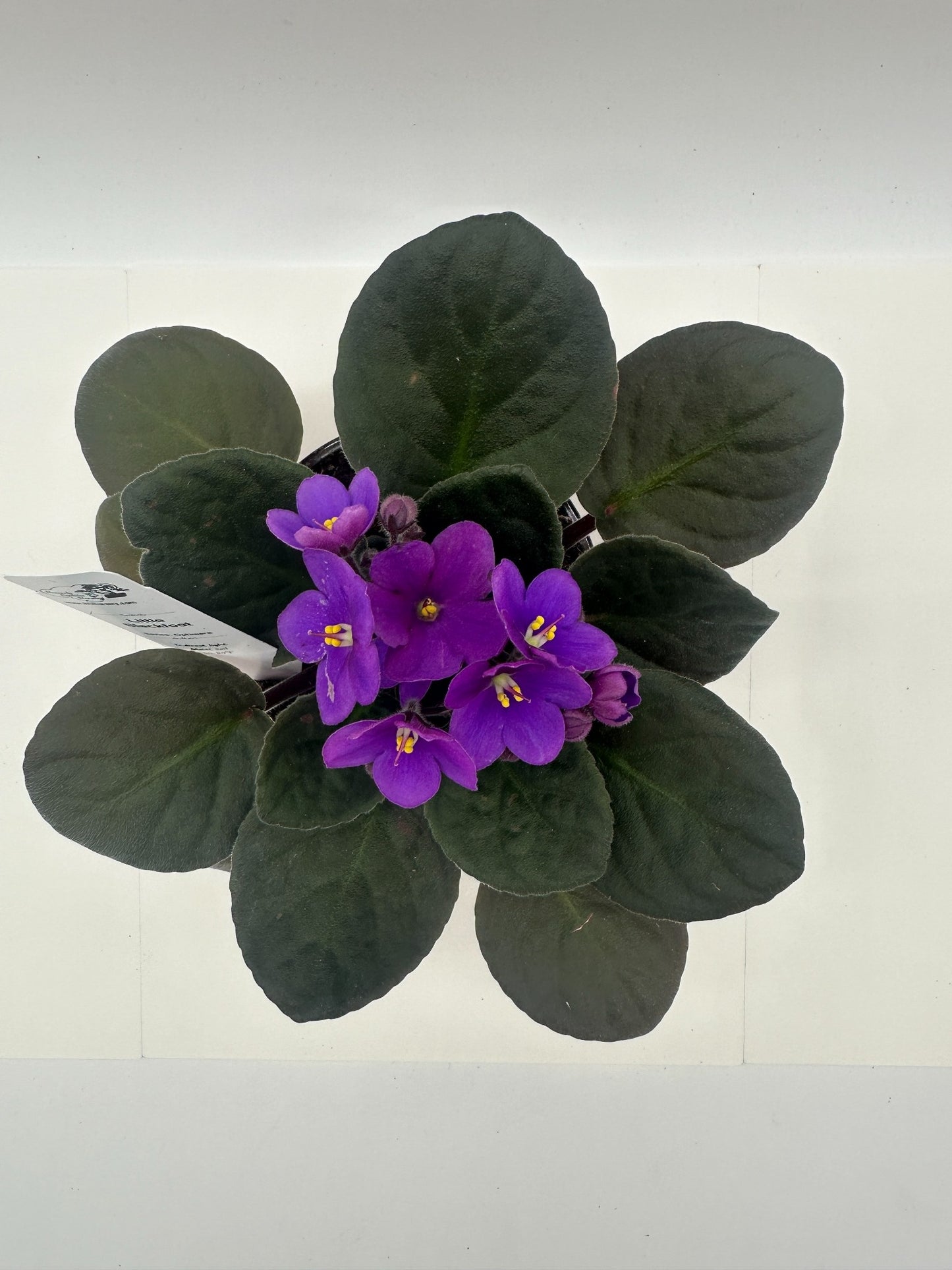 Little Blackfoot - Live African Violet 4" - Series: Optimara