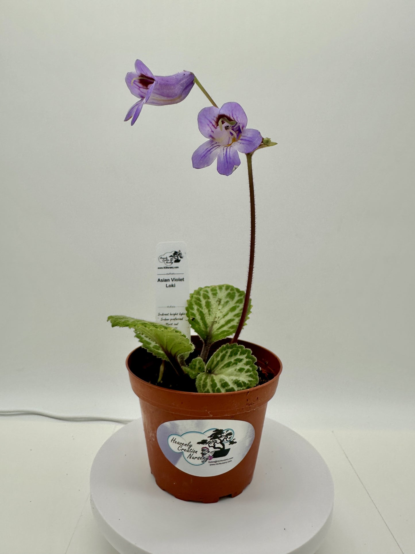 Loki Asian Violet (Primulina) - Live Plant 4"