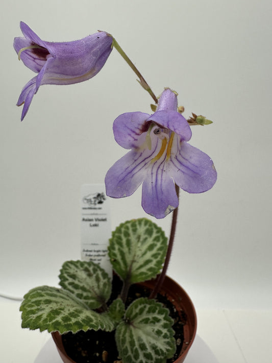 Loki Asian Violet (Primulina) - Live Plant 4"