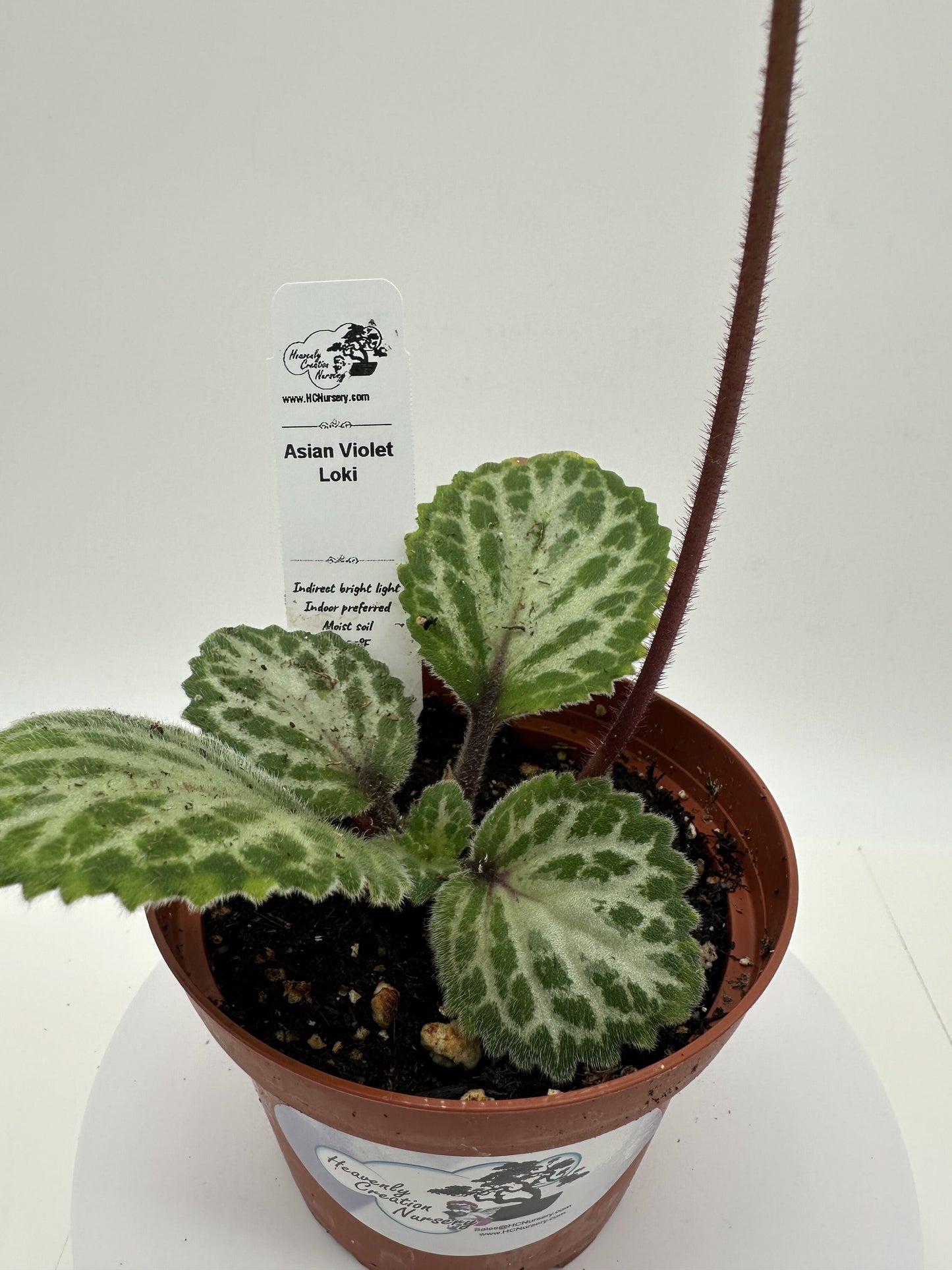 Loki Asian Violet (Primulina) - Live Plant 4"
