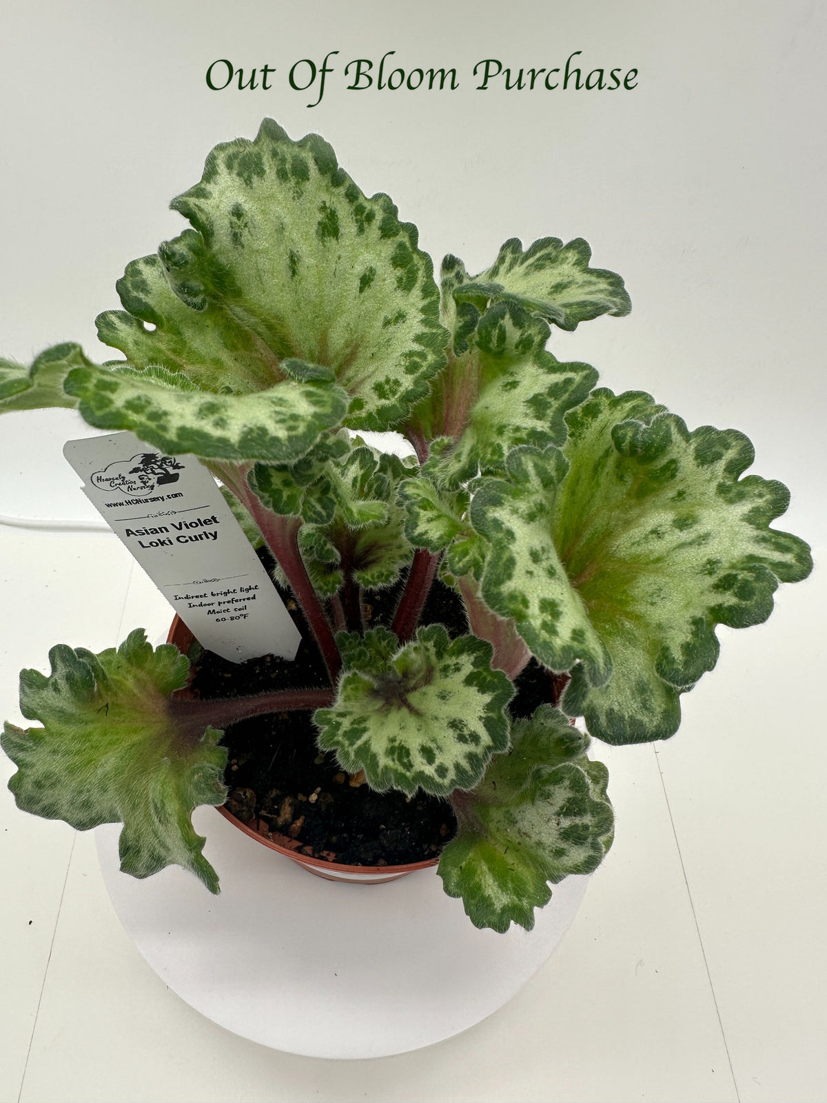 Curly Loki Asian Violet (Primulina) - Live Plant 4"