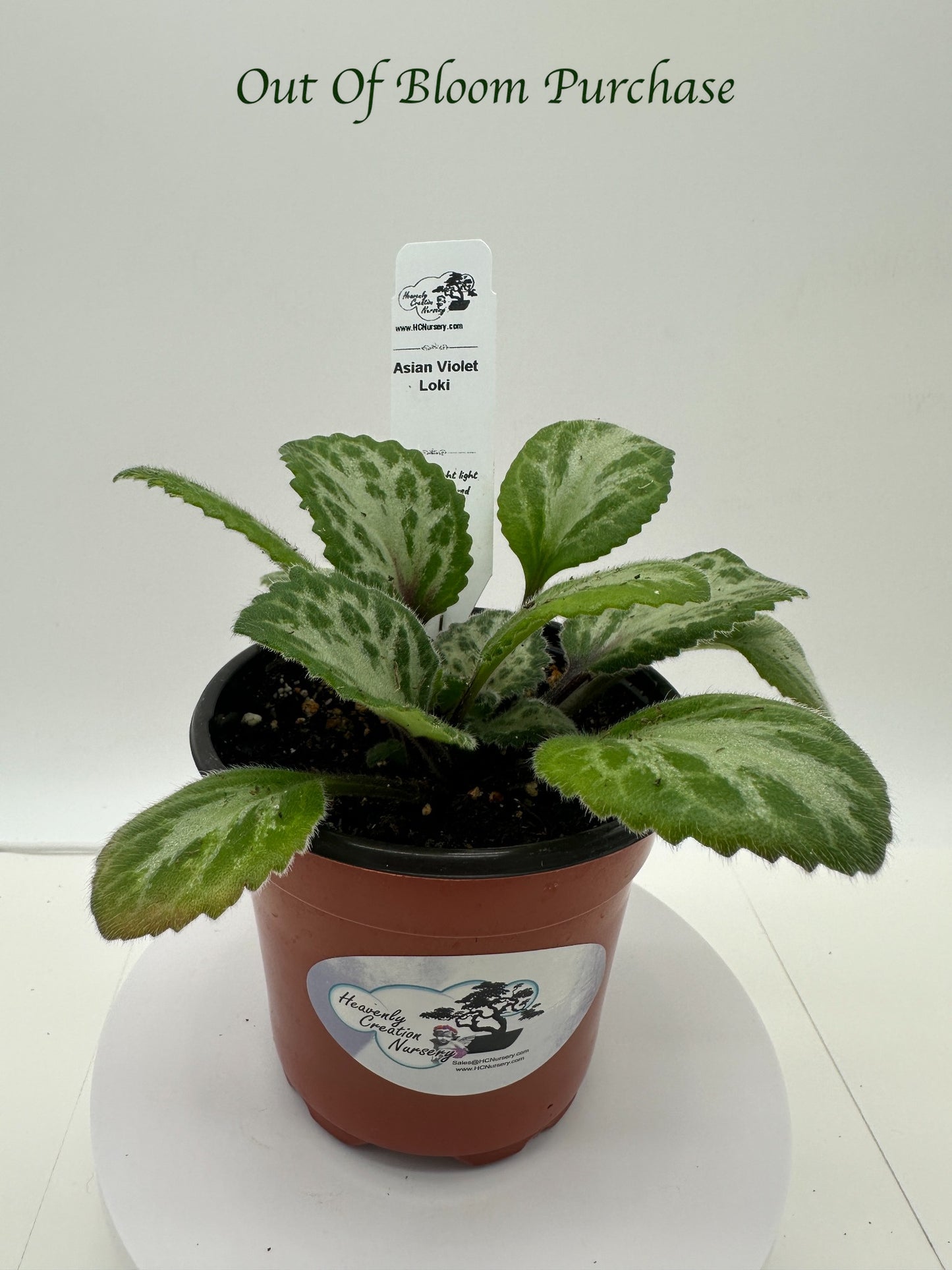 Loki Asian Violet (Primulina) - Live Plant 4"