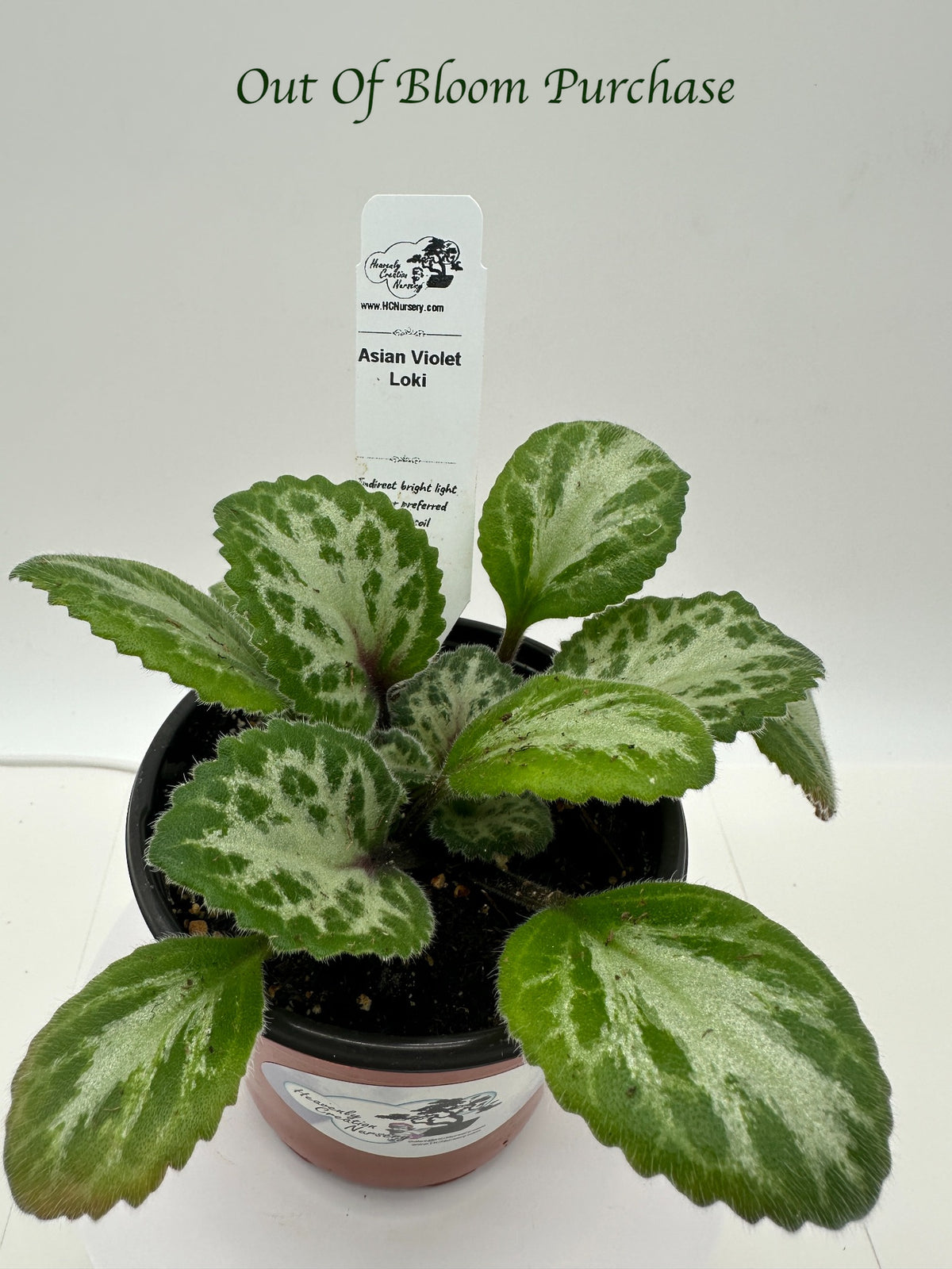 Loki Asian Violet (Primulina) - Live Plant 4"