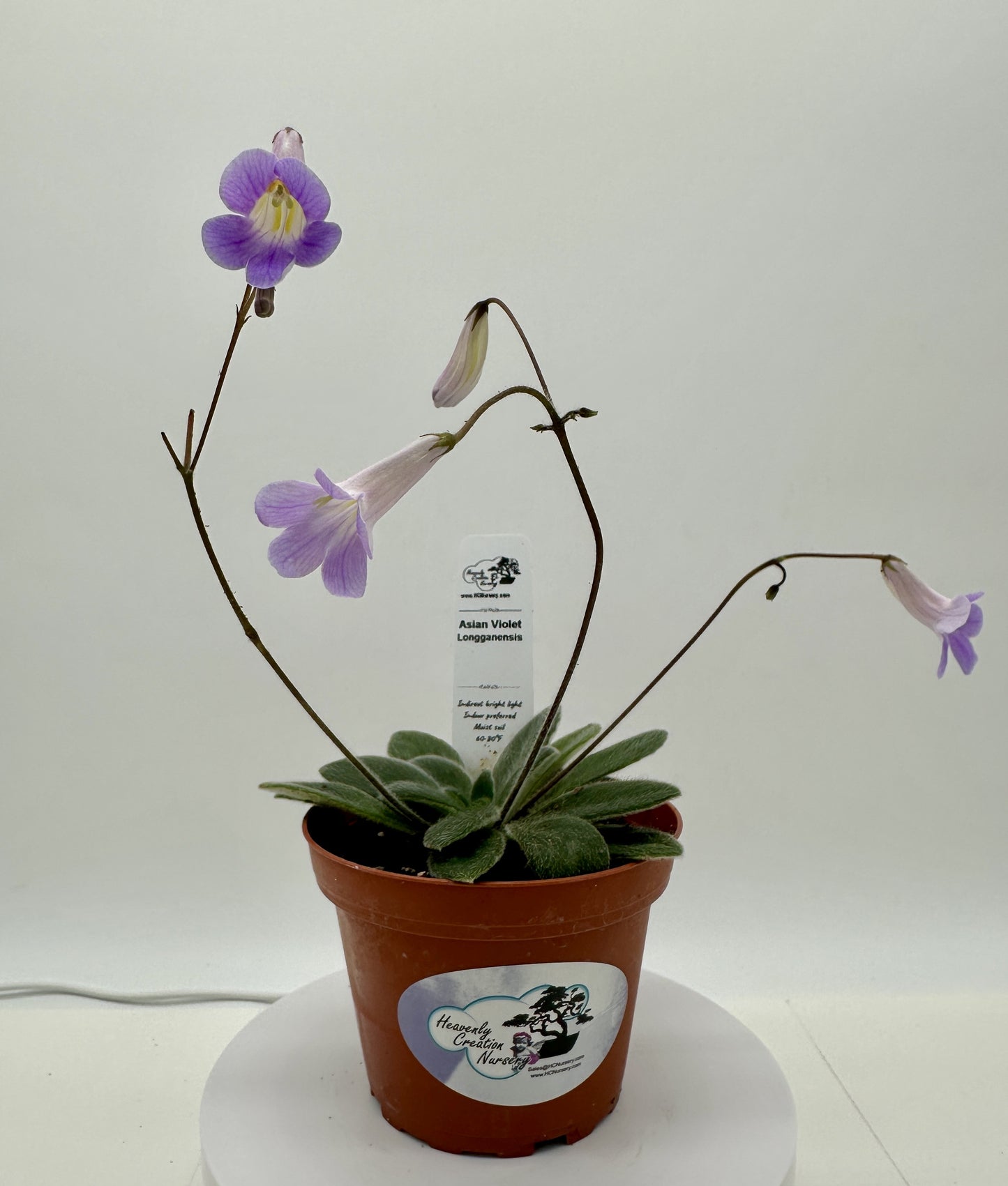 Longganensis Asian Violet (Primulina) - Live Plant 4"