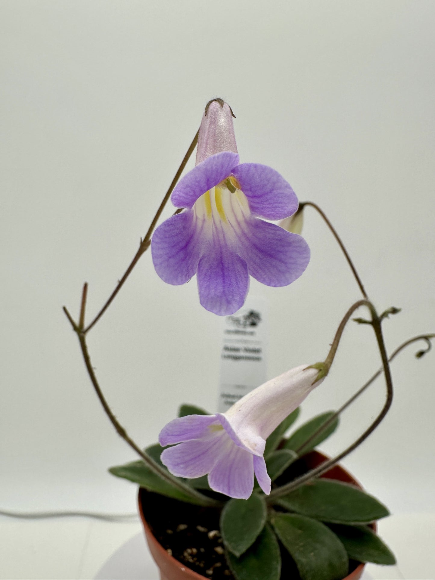 Longganensis Asian Violet (Primulina) - Live Plant 4"