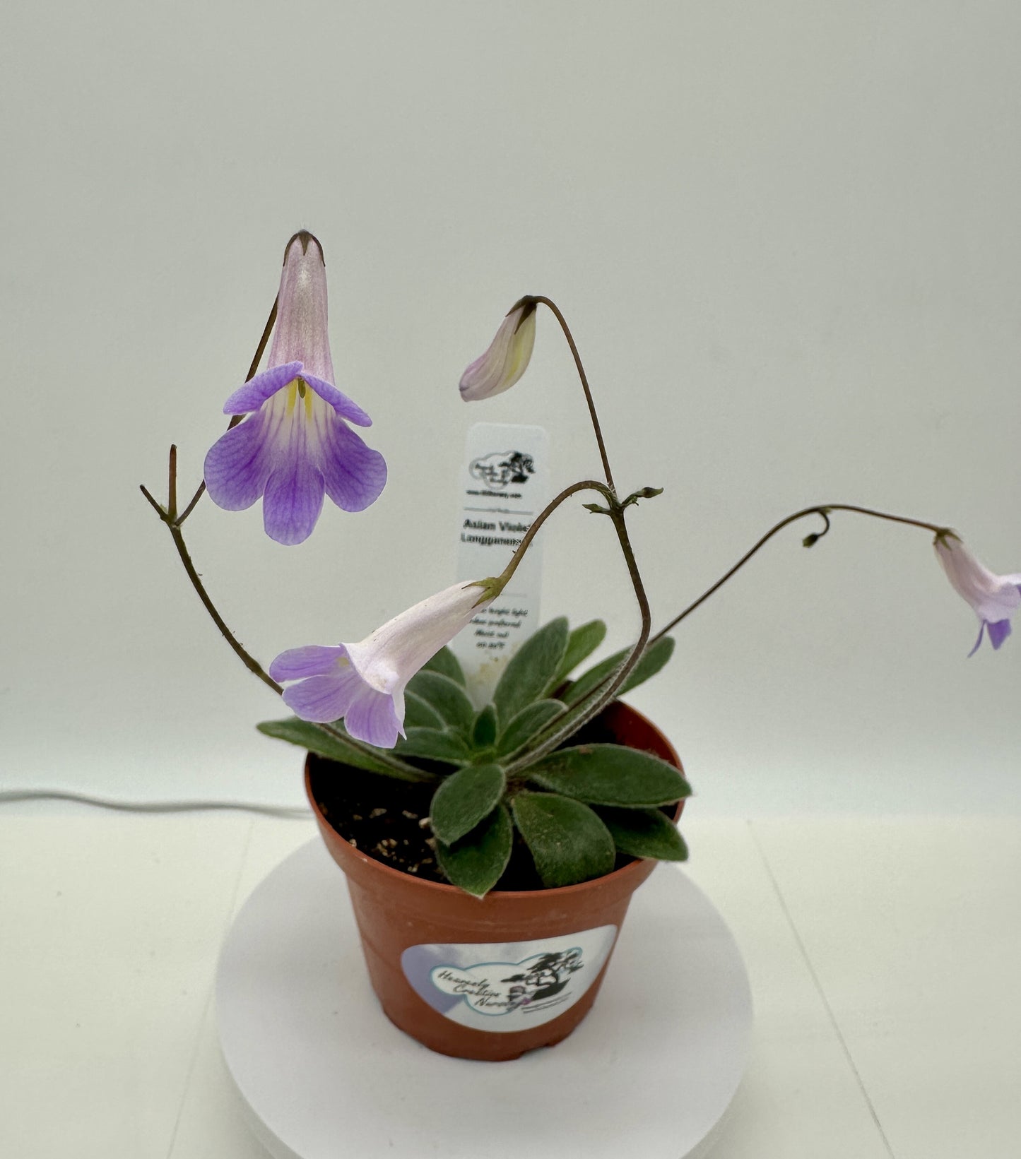 Longganensis Asian Violet (Primulina) - Live Plant 4"