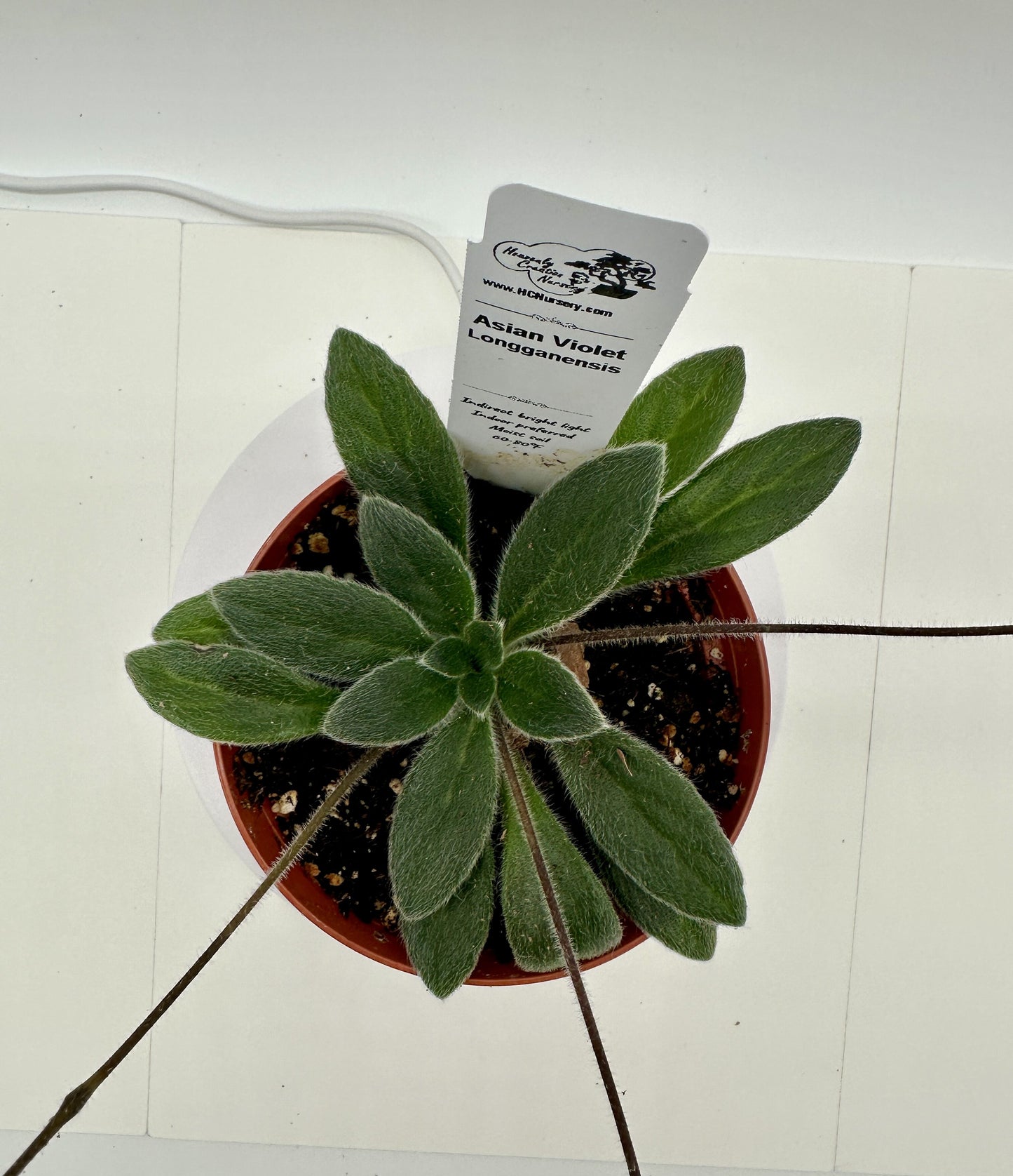 Longganensis Asian Violet (Primulina) - Live Plant 4"