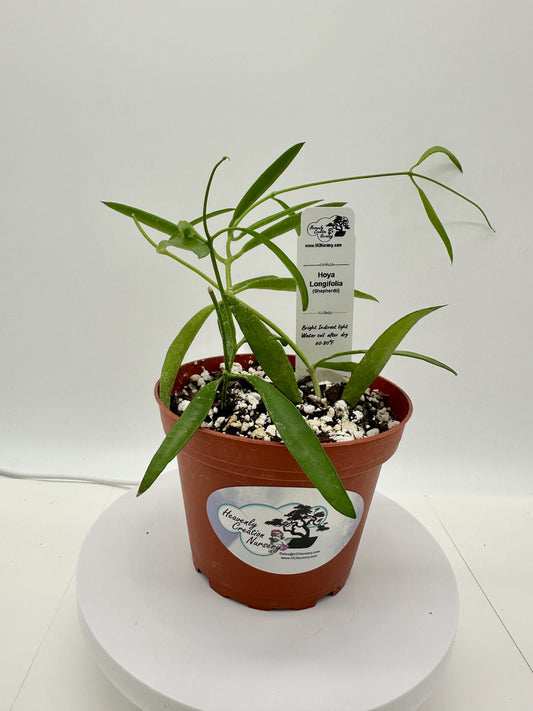 Longifolia (Shepherdii) - Live Hoya 4"