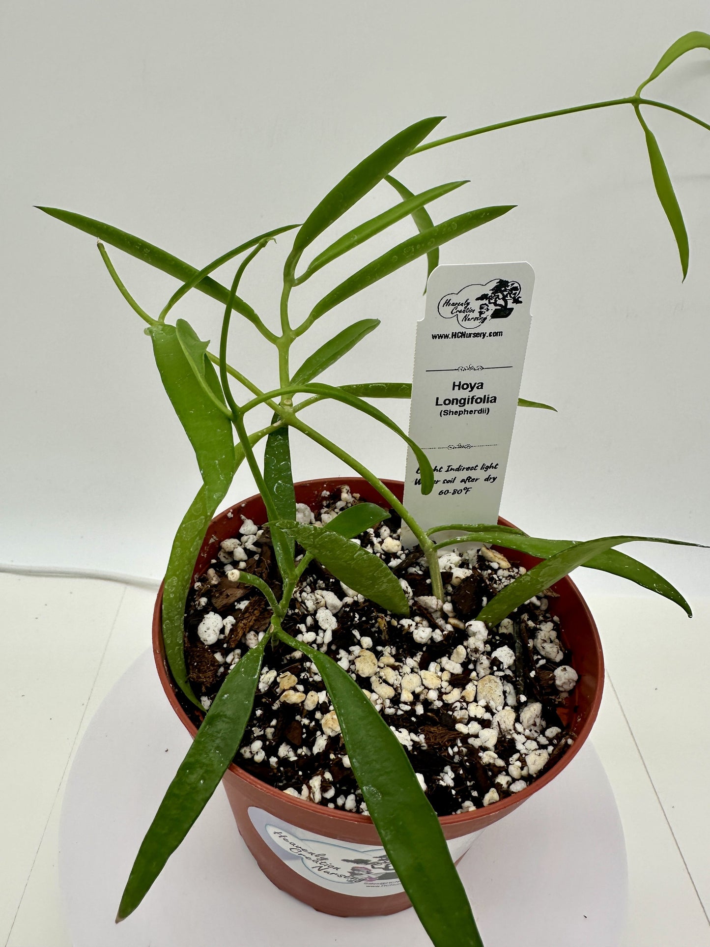 Longifolia (Shepherdii) - Live Hoya 4"