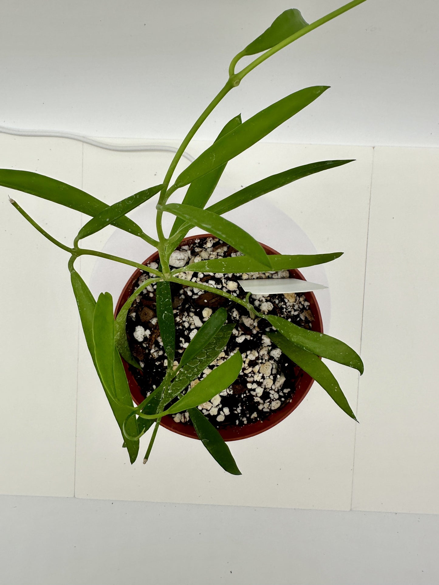 Longifolia (Shepherdii) - Live Hoya 4"