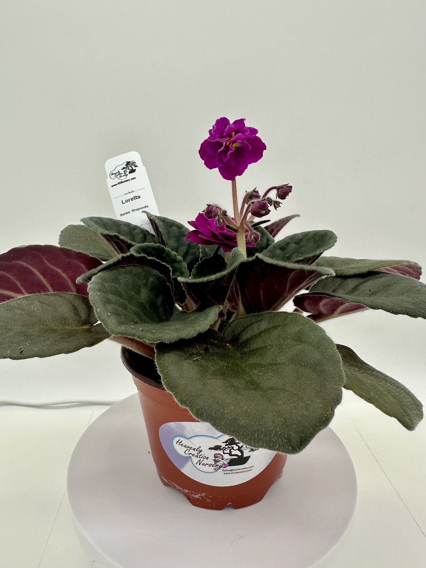 Loretta - Live African Violet 4" - Series: Rhapsodie
