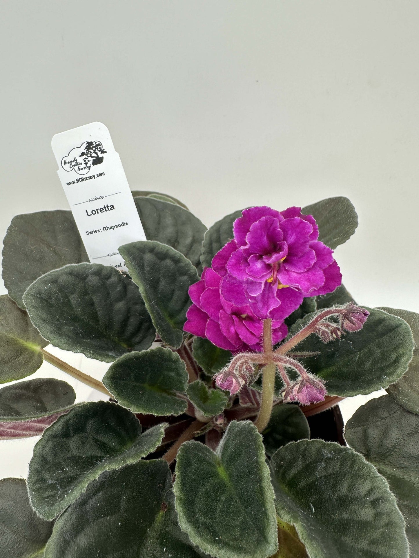 Loretta - Live African Violet 4" - Series: Rhapsodie