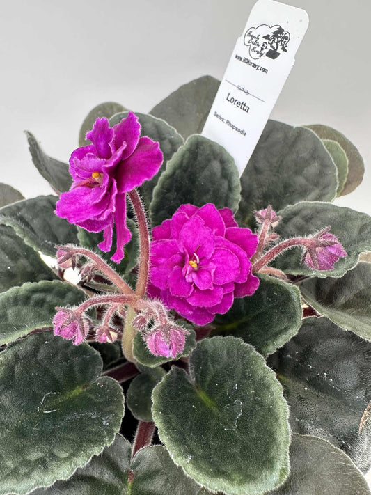 Loretta - Live African Violet 4" - Series: Rhapsodie