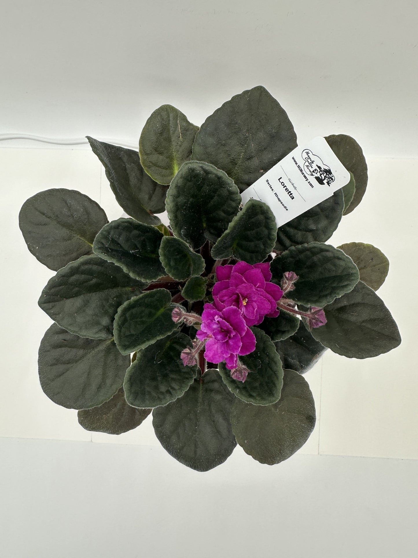 Loretta - Live African Violet 4" - Series: Rhapsodie