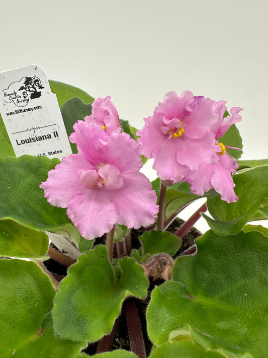 Louisiana II - Live African Violet 4" - Series: U.S. States