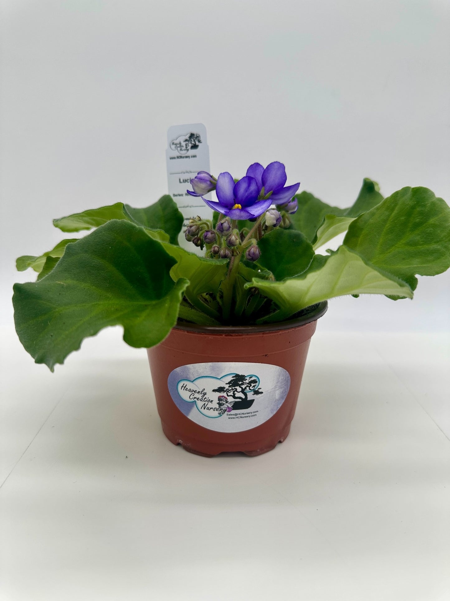 Lucia - Live African Violet 4" - Series: Rhapsodie