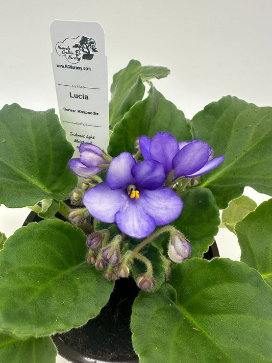 Lucia - Live African Violet 4" - Series: Rhapsodie