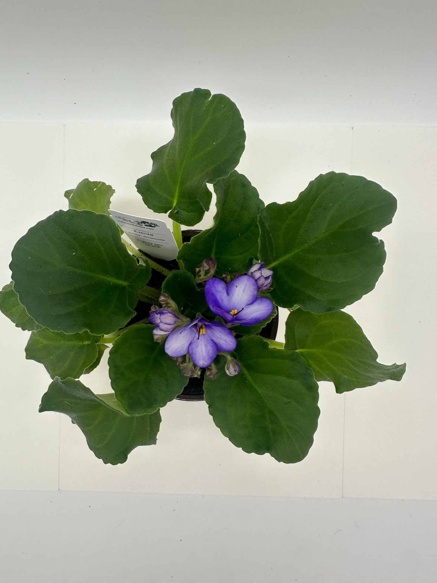 Lucia - Live African Violet 4" - Series: Rhapsodie