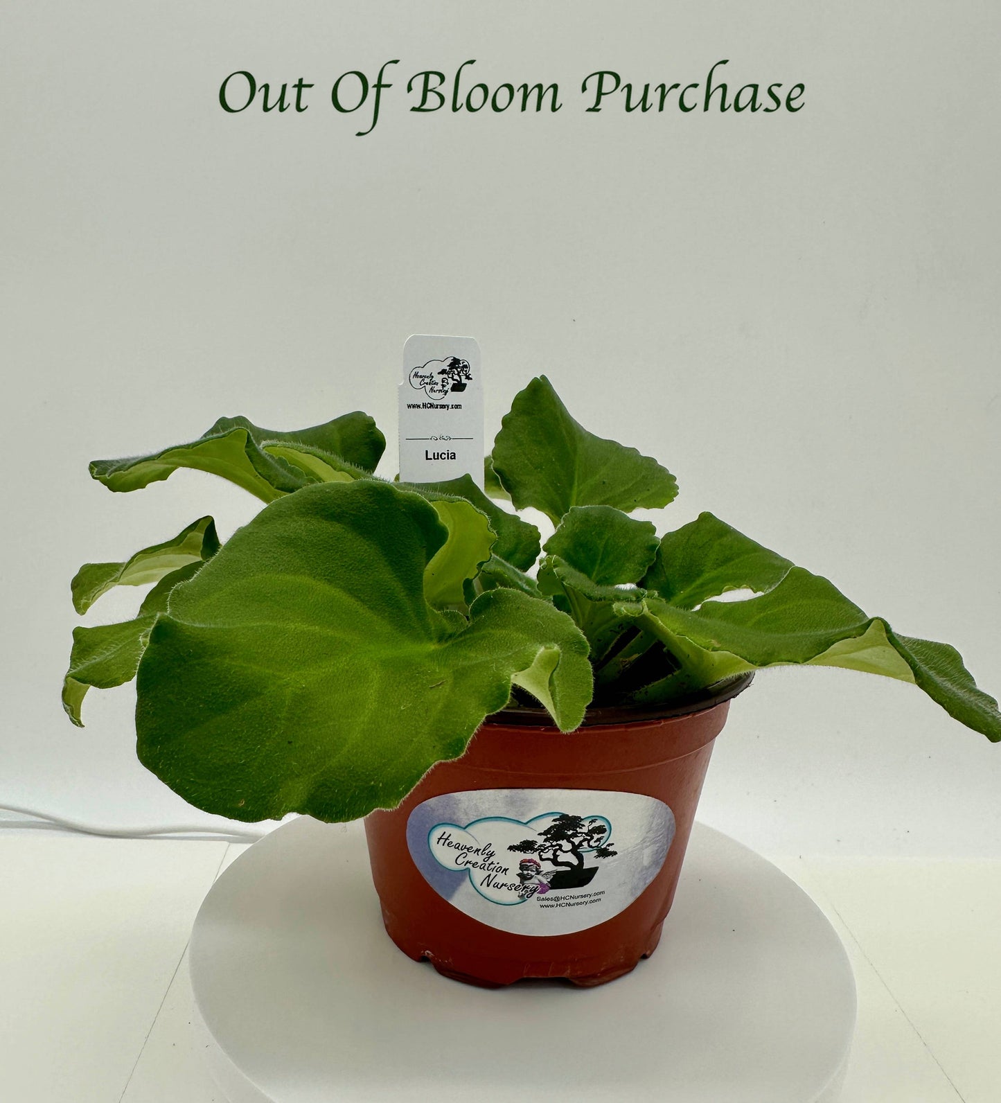 Lucia - Live African Violet 4" - Series: Rhapsodie