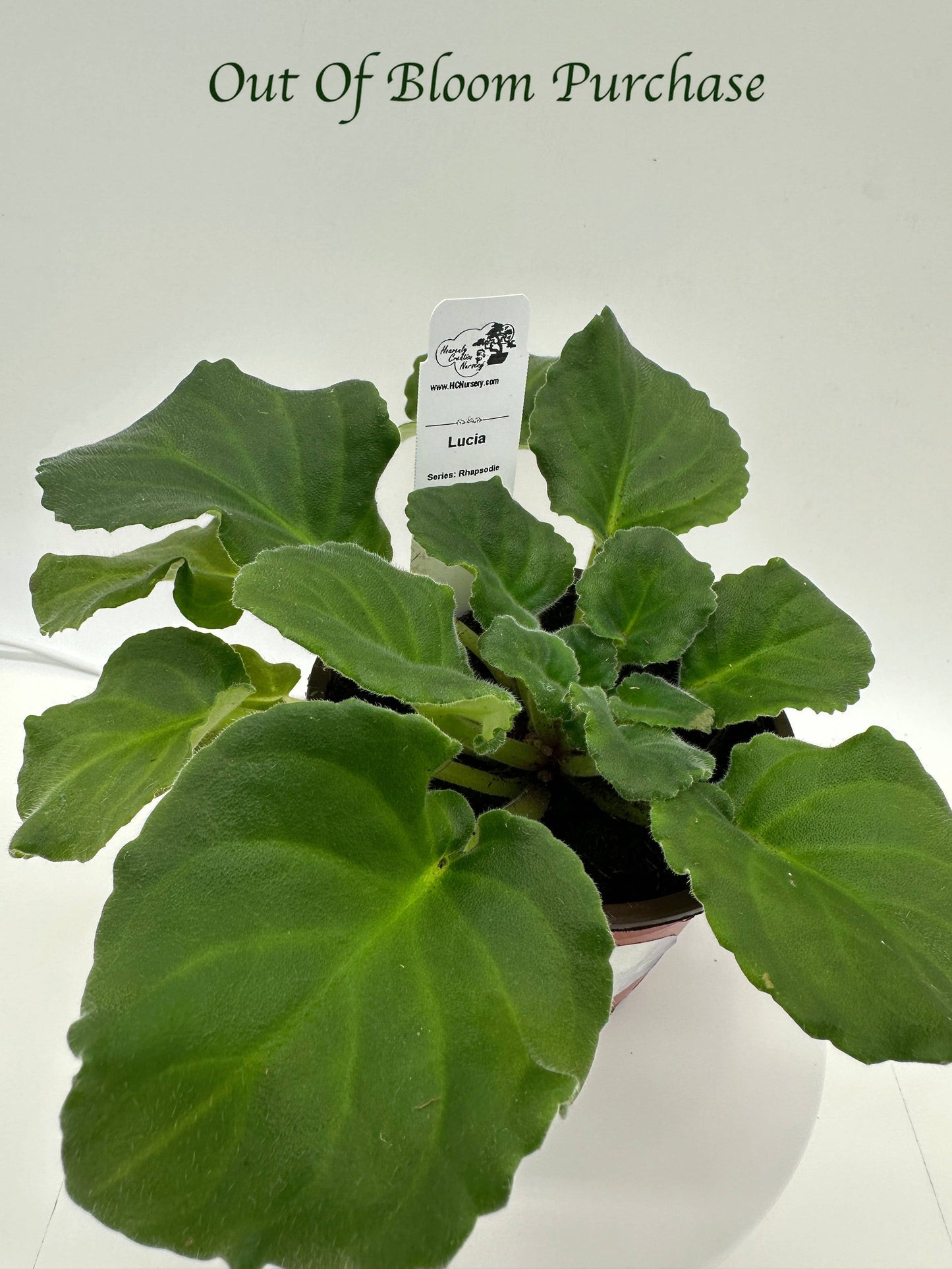 Lucia - Live African Violet 4" - Series: Rhapsodie