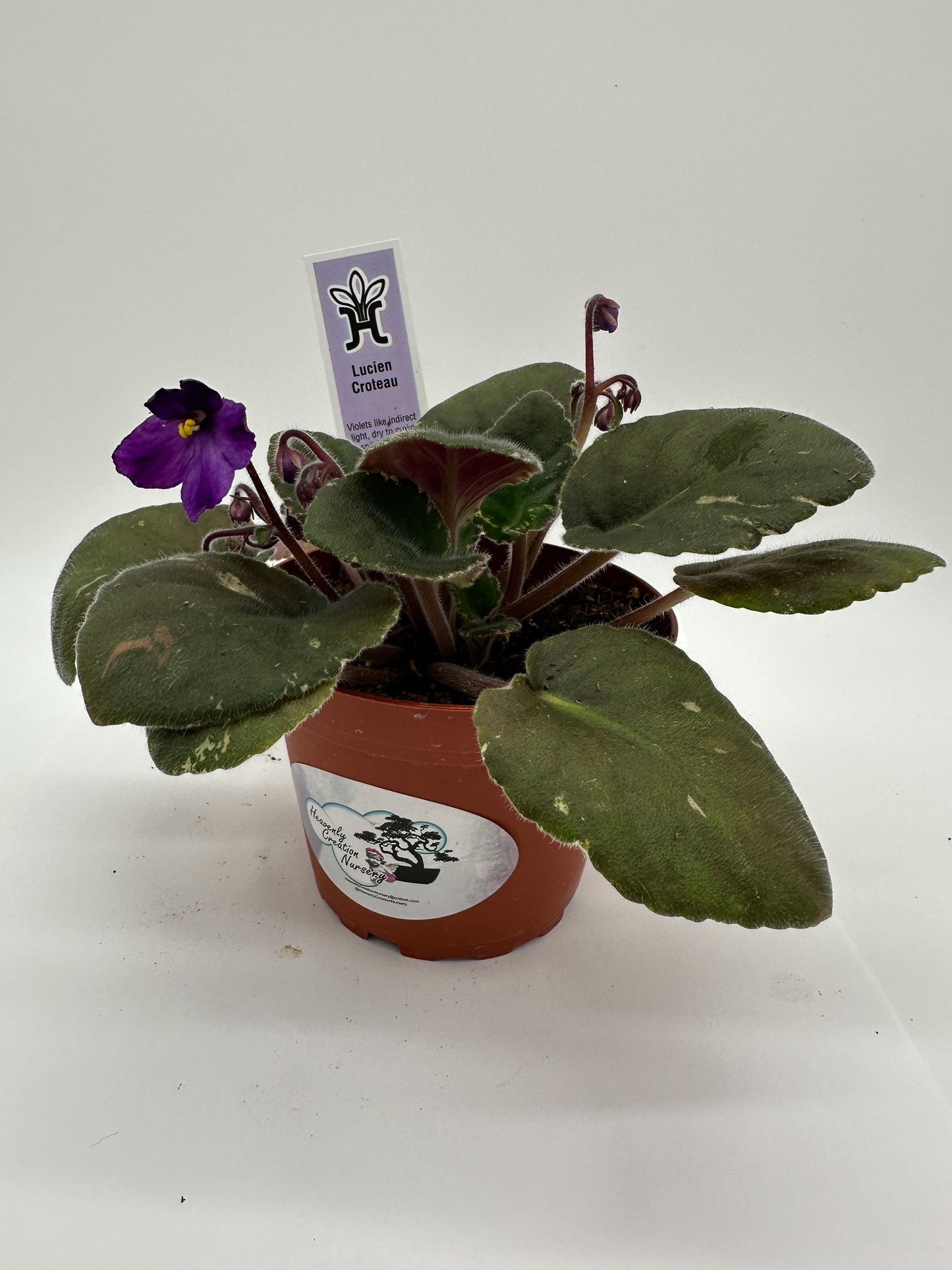 Lucien Croteau - Live African Violet 4"