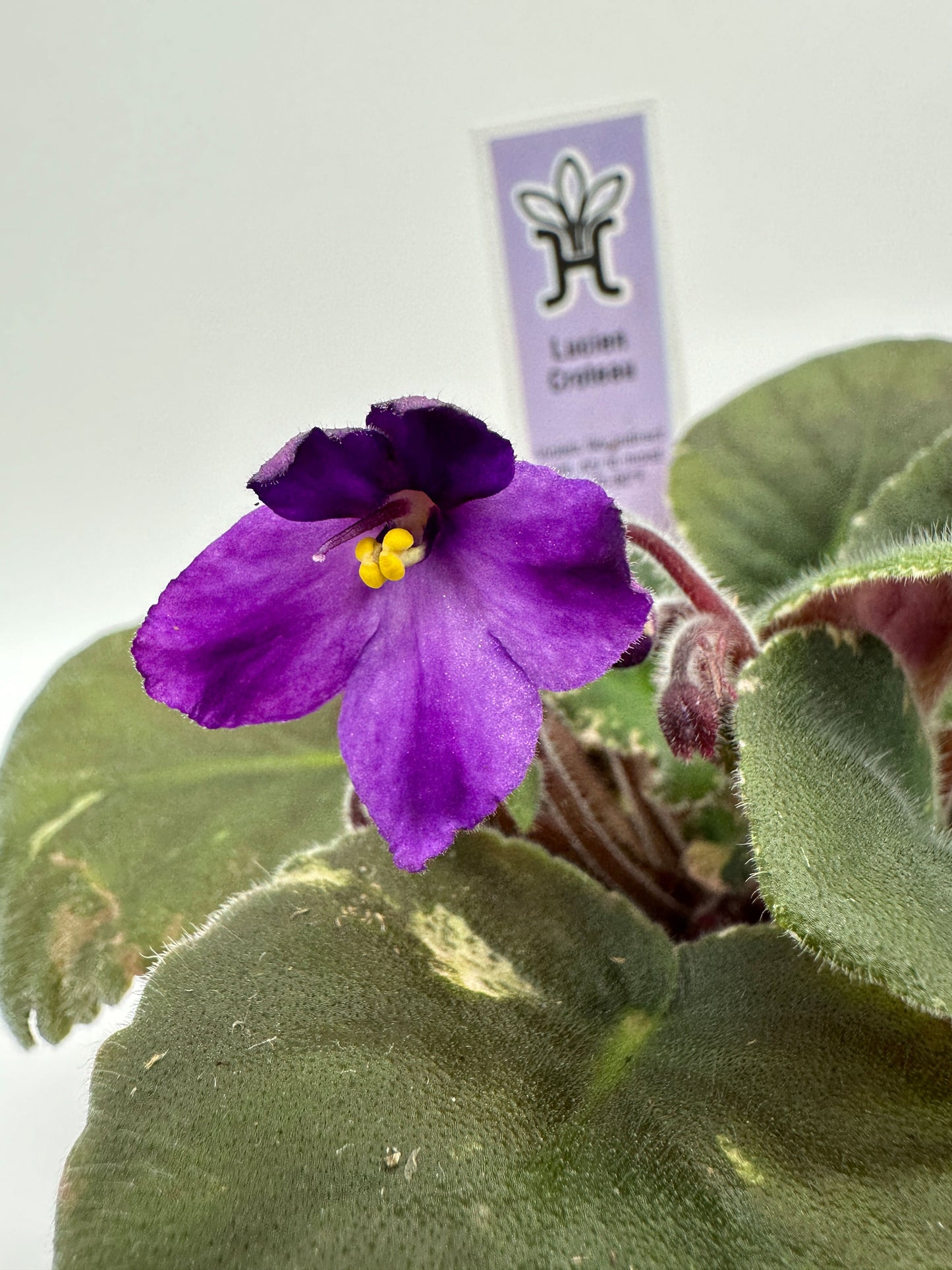 Lucien Croteau - Live African Violet 4"